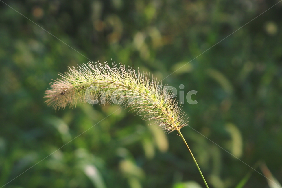 강아지풀,풀,잡초,식물,자연,식물,자연,plants,nature