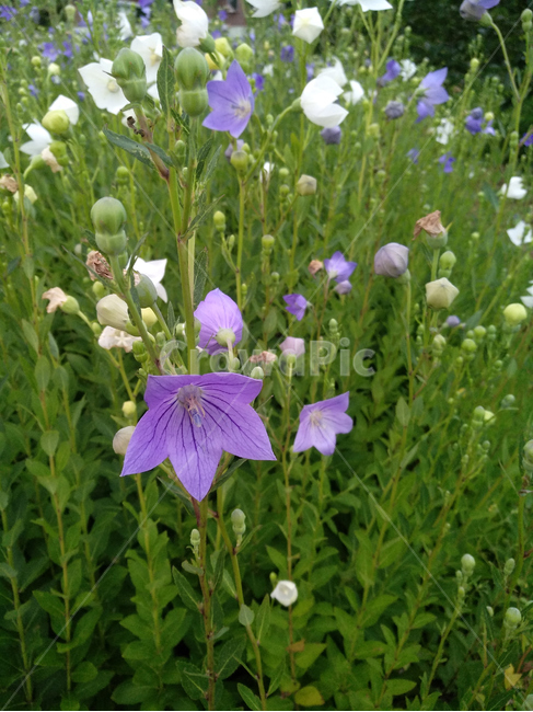 도라지밭,도라지,도라지꽃,도라지재배,농작물,식물,자연,plants,nature,꽃,flower