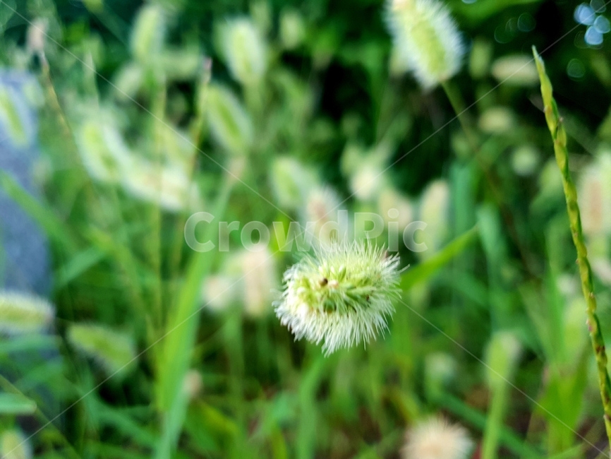 강아지풀,싸앗,식물,자연,그린,plants,nature,green,식물,자연,plants,nature