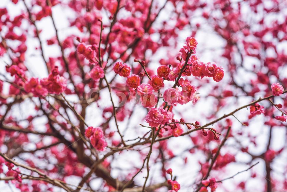 홍매화,매화,봄,꽃,봄꽃,느낌,감성,아름다움,봄,계절,spring,season,식물,자연,plants,nature,꽃,flower,감성,sensible,feeling,plant,blossom