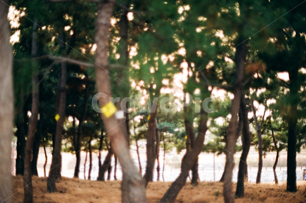 해질녘,숲,바다,sunset,forest,ocean,sunlight,다대포,dadaepo,한국,필름사진,filmphoto