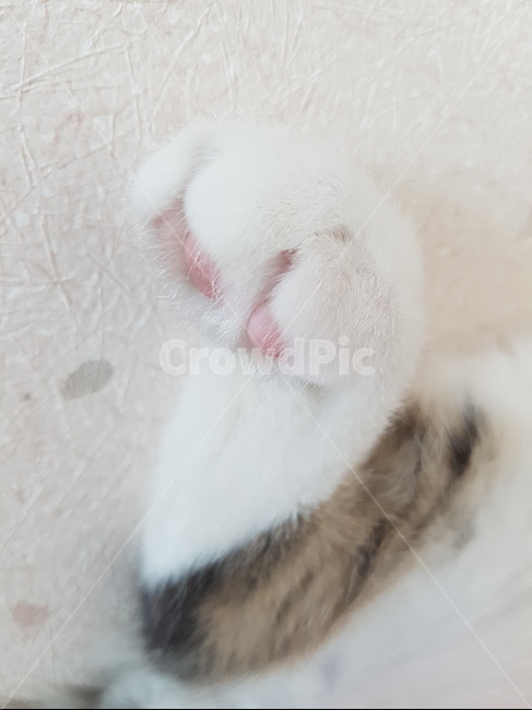 고양이,핑크코,cat,핑크발바닥,냥,냥이,하얀고양이,귀여운,애기고양이,kitten,동물,animal,포유류,mammal,고양이,cat,kitten,kitty