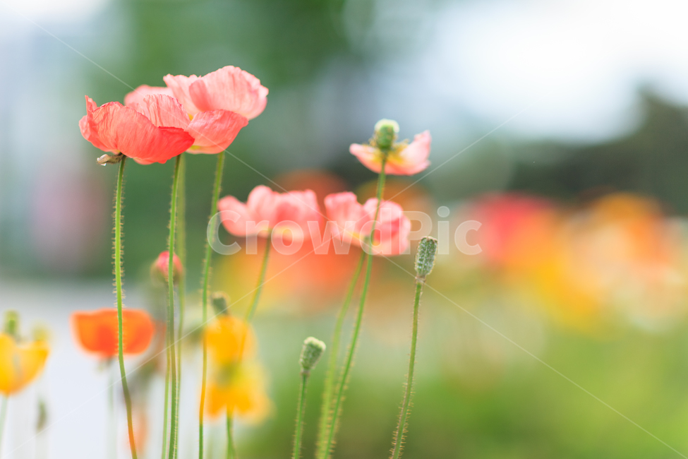 양귀비,식물,색,꽃,자연,식물,자연,plants,nature,꽃,flower
