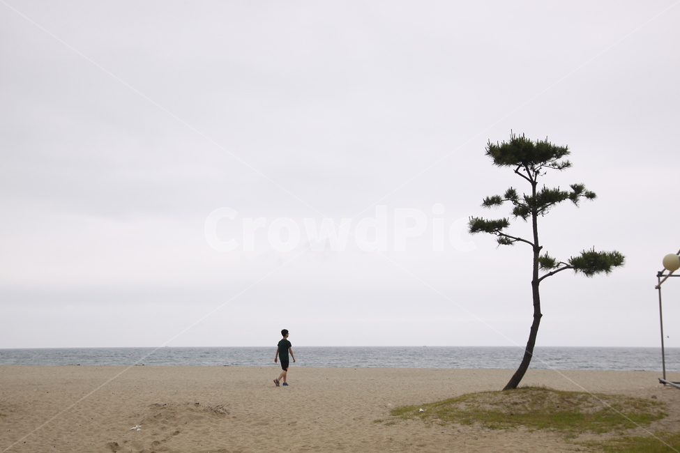바다,해변,아이들,사람,해송,놀이,수평선,모래,자연,풍경,nature,landscape,해변,바다,beach,sea,사람,인물,인간,human,person,여행,휴가,traveling,vacation,trip,tree,나무,plant,식물