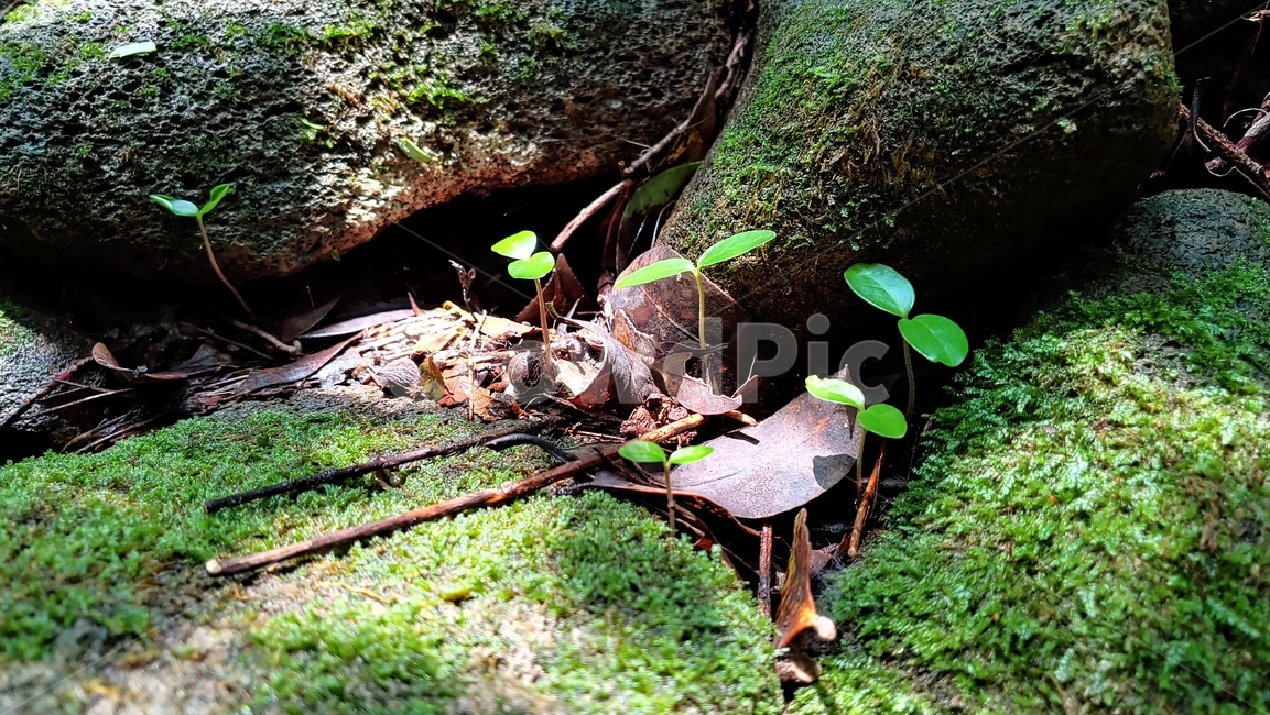 제주숲,현무암,이끼,잎새,자연,aleaf,moss