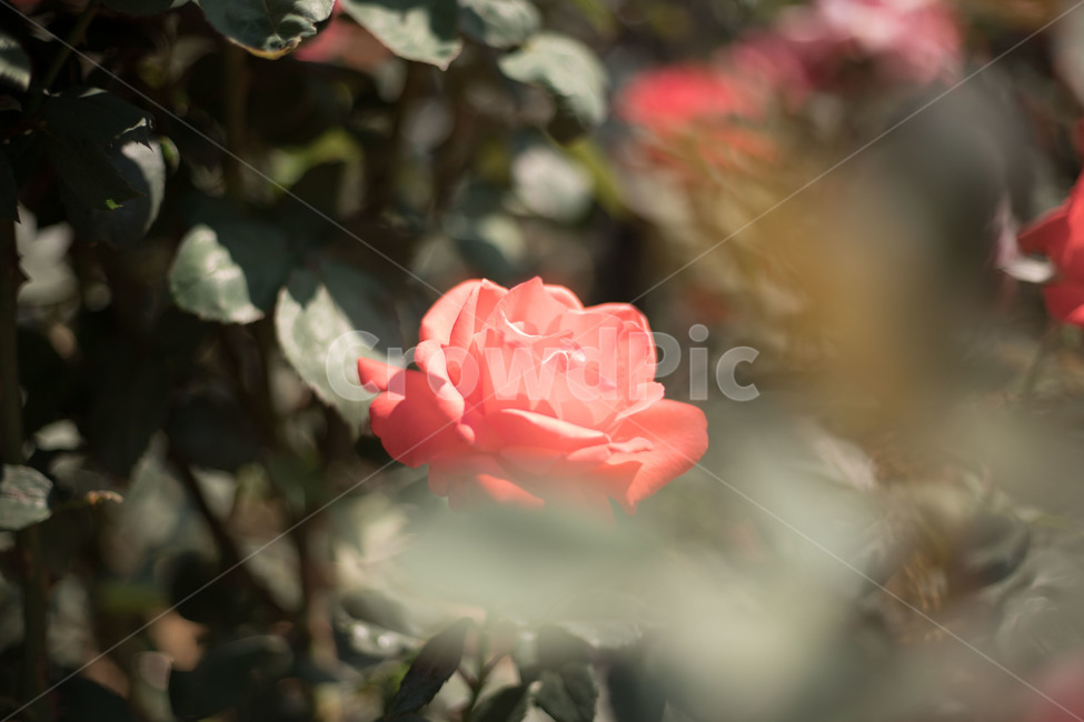 꽃,장미,빨간장미,꽃한송이,분위기,로맨틱,아련함,아웃포커싱,rose,redrose,romantic,mood,식물,자연,plants,nature,꽃,flower,감성,sensible,feeling