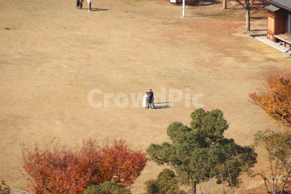 가을,단풍,ground,바닥,잔디밭