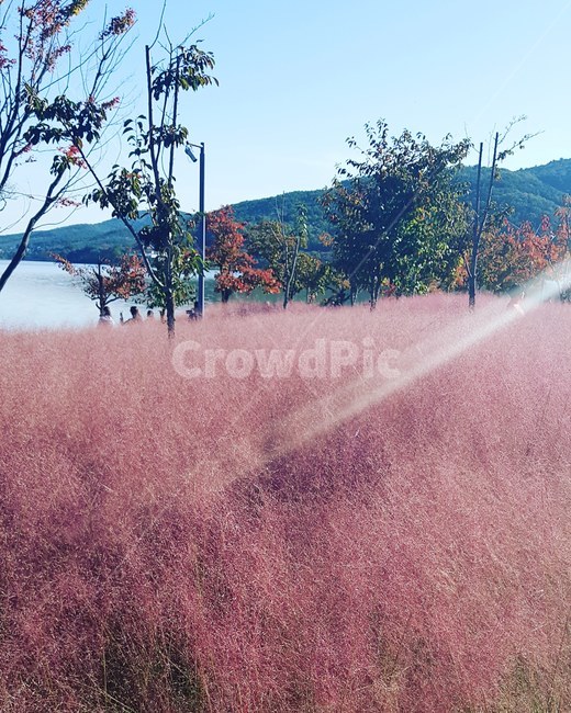 핑크뮬리,관광지,호수,가을,pinkmuhlygrass,가을,계절,fall,autumn,season,nature,자연