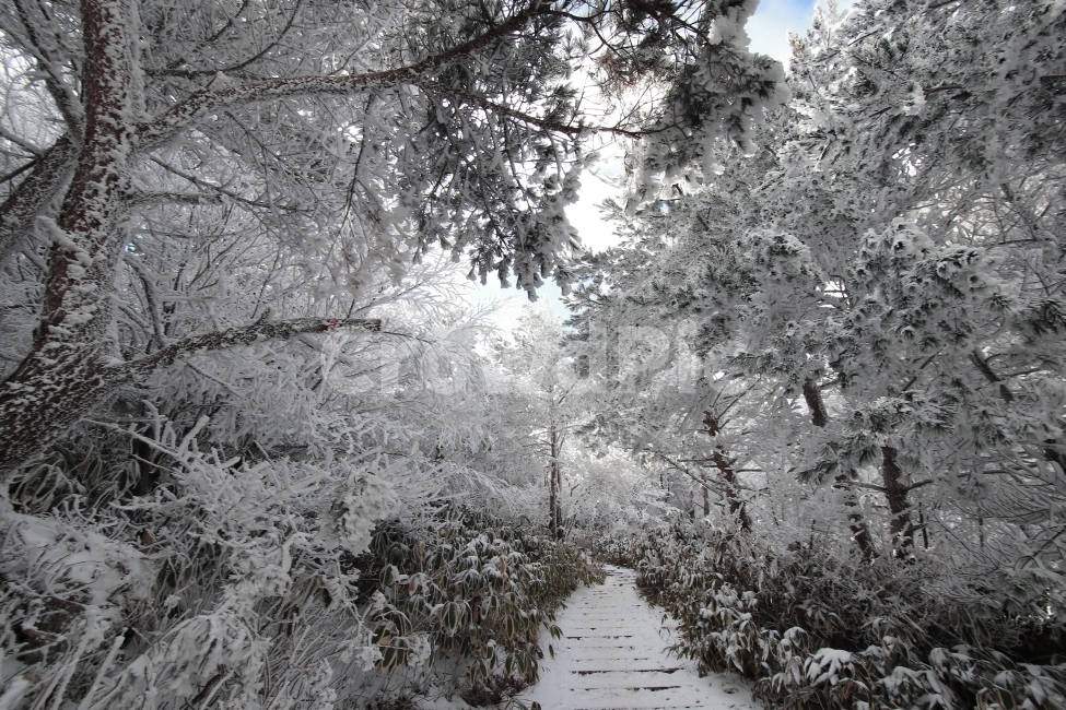 한라산,상고대,설산,겨울,겨울산행,눈꽃,진달래대피소,성판악,관음사,제주도,제주,백록담,겨울,계절,winter,season,자연,풍경,nature,landscape,outdoors,옥외,snow,눈