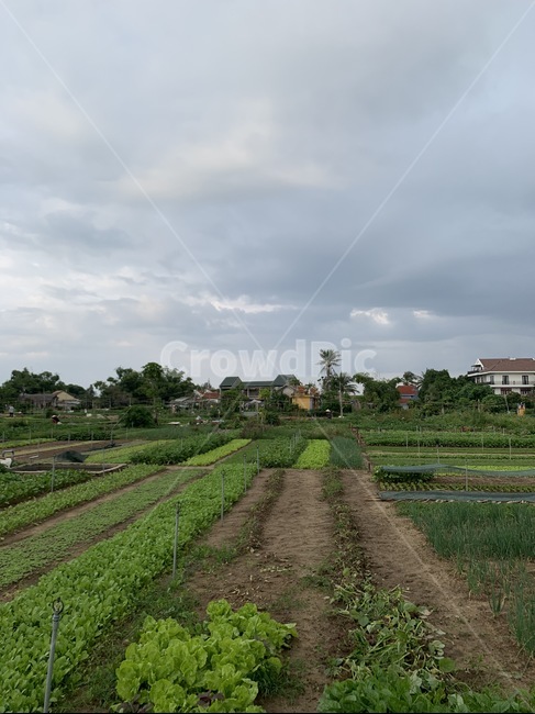 nature,자연,outdoors,옥외,농촌,농장,farm,농업,농사,agriculture,farming,farming industry
