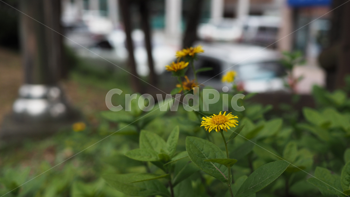 야생화,꽃,야생식물,wildflower,flower,식물,자연,plants,nature,꽃,flower