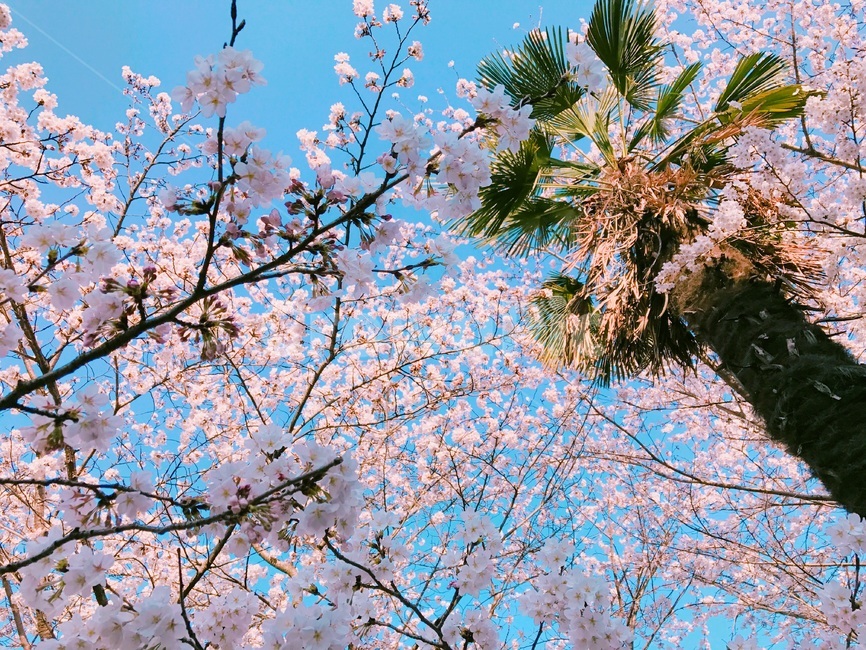 꽃,벚꽃,벚나무,자연,하늘,야자수,야자나무,스카이,식물,나무,flower,nature,plants,감성,blossom,sky