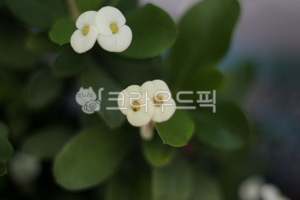 blossom,plant,flower