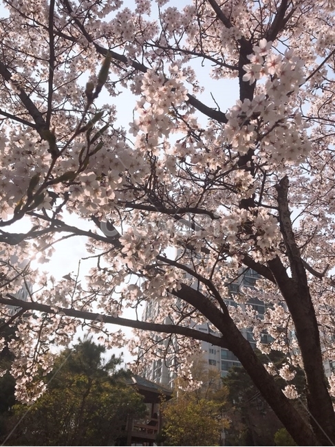 벚꽃,꽃,벚꽃나무,blossom,식물,봄,계절,spring,season,식물,자연,plants,nature,꽃,flower,plant