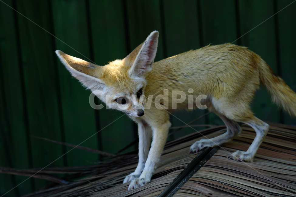 사막여우,여우,fox,페넥여우,fennecfox,포유류,육식동물,동물,animal,동물,animal,포유류,mammal
