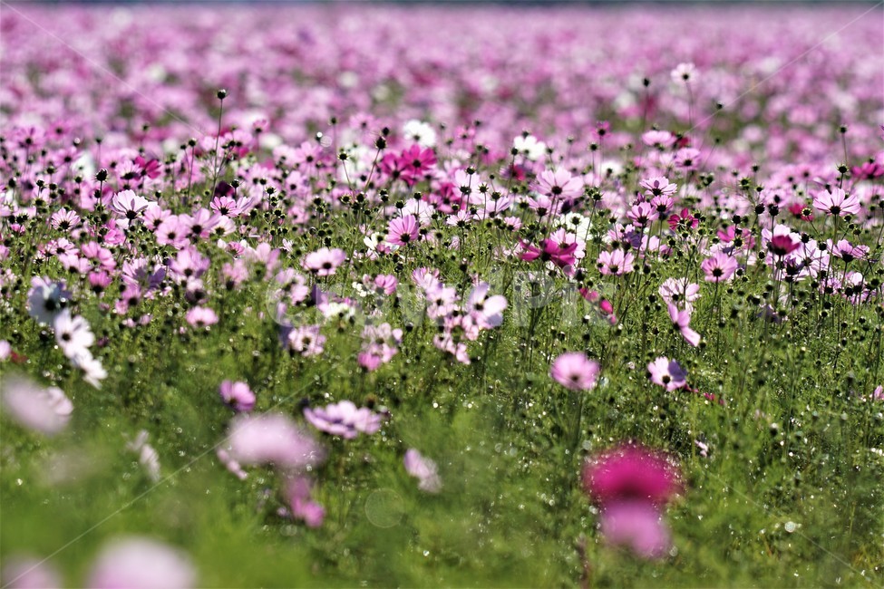 가을,코스모스,꽃,자연,식물,nature,계절,fall,autumn,season,flower,가을,계절,fall,autumn,season,식물,자연,plants,nature,꽃,flower,field,들,outdoors,옥외