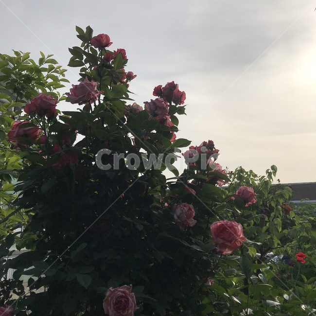 장미,plant,식물,감성,꽃