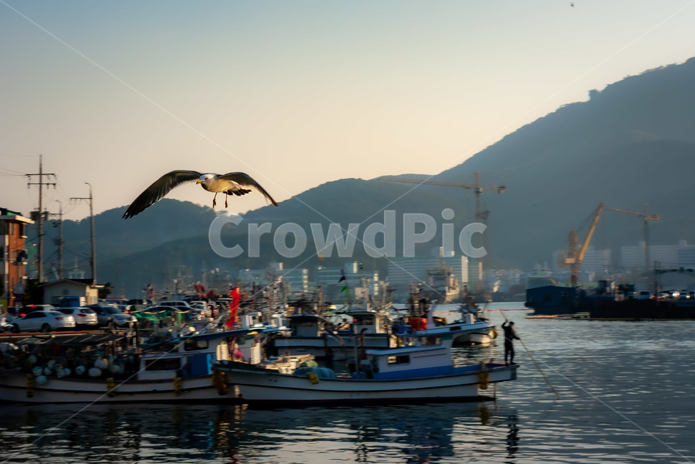 animal,동물,bird,새,water,물,boat,보트,선박