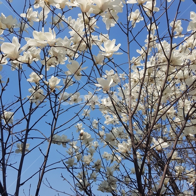 꽃,목련,봄,흰색,나무