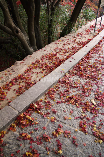 가을,fall,나무,식물,plant,단풍,잎,낙엽,가을,계절,fall,autumn,season,leaf,blossom,꽃,flower,petal,꽃잎