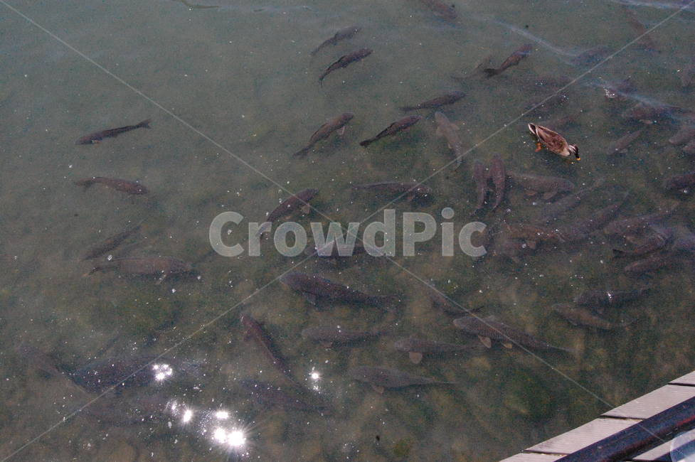 잉어,못,오리,물고기,강,물,물고기떼,자연,fish,duck,water,nature