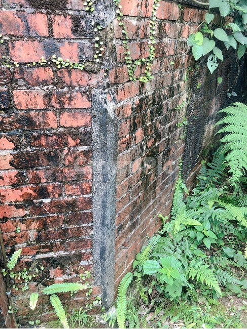 brick,벽돌,이끼,식물,벽,붉은벽돌