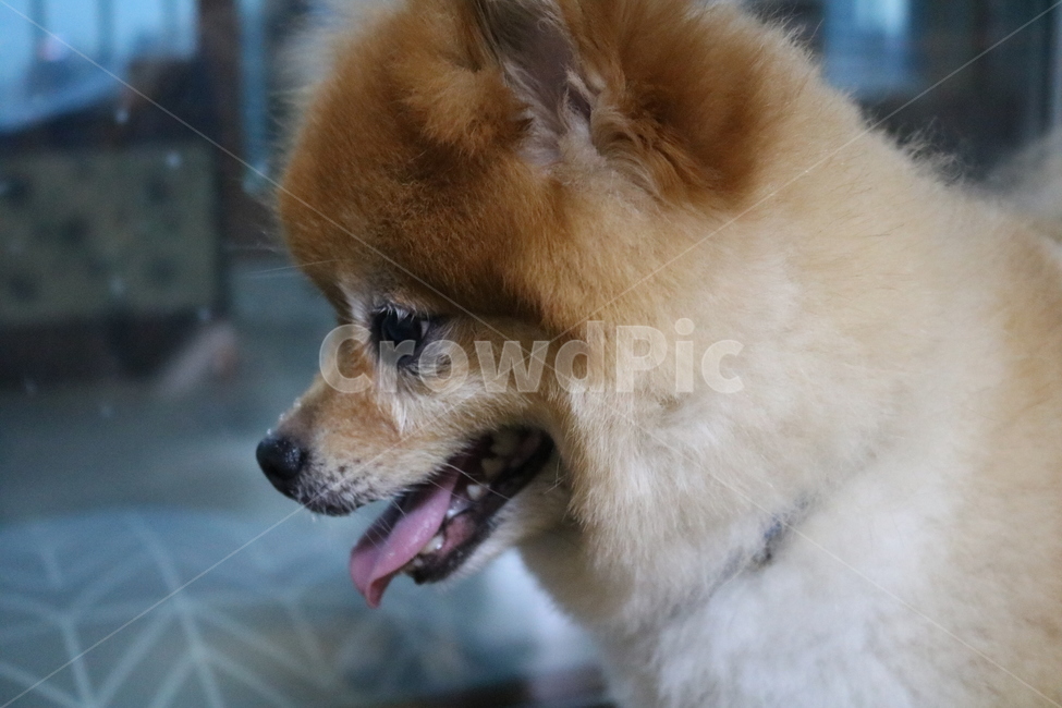 강아지,포메라니안,dog,puppy,곰돌이컷,포메라이언,adog,cute,adorable,active,animal,play,playwithdog,pomeranian,귀여운,사랑스러운,개,활기찬,행복한,동물,반려견,포유류,mammal,doggy,동물,animal,포유류,mammal,개,강아지,dog,doggy