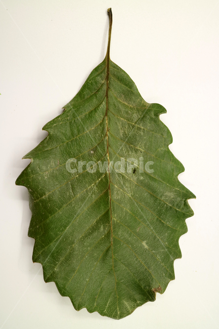낙엽,가을,나뭇잎,잎,잎사귀,계절,식물,자연,가을낙엽,fallenleaves,deadleaves,오브젝트,누끼,가을,계절,fall,autumn,season,plant,leaf,veins,정맥