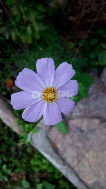 식물,plant,꽃,코스모스,flower,꽃한송이,식물,자연,plants,nature,꽃,flower