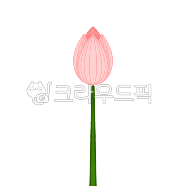 petal,illustration,Lotus,flower