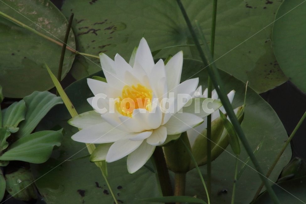 연,수련,꽃,식물,waterlily,식물,자연,plants,nature,꽃,flower