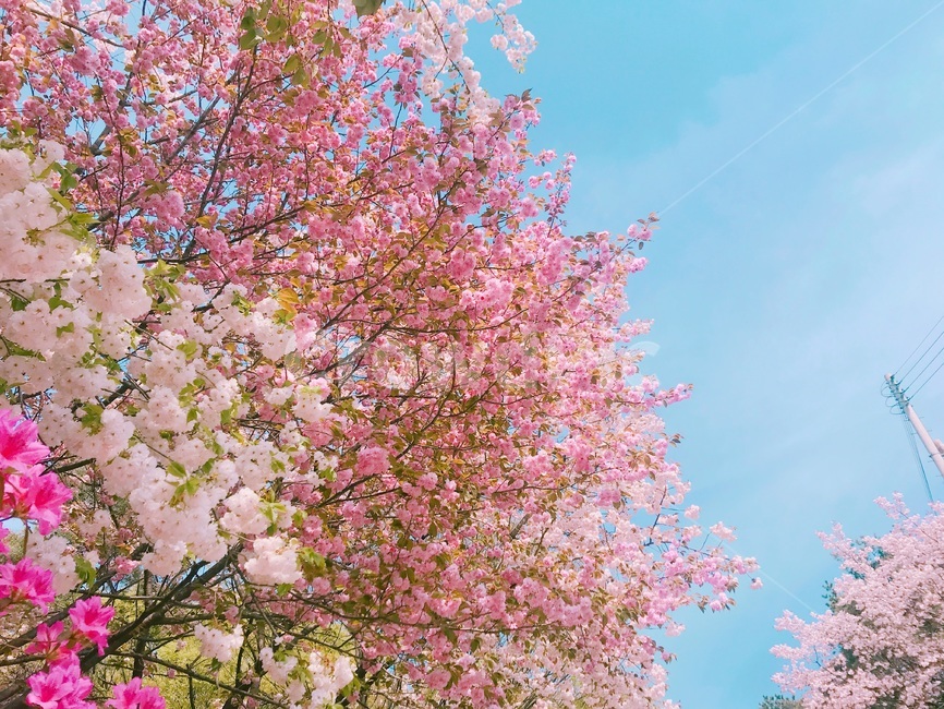 봄,cherryblossom,벚꽃,flower,자연,plant,nature,분홍,pink,하늘,sky