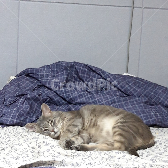고양이,집고양이,반려묘,반려동물,귀여움,cat,cute,pet