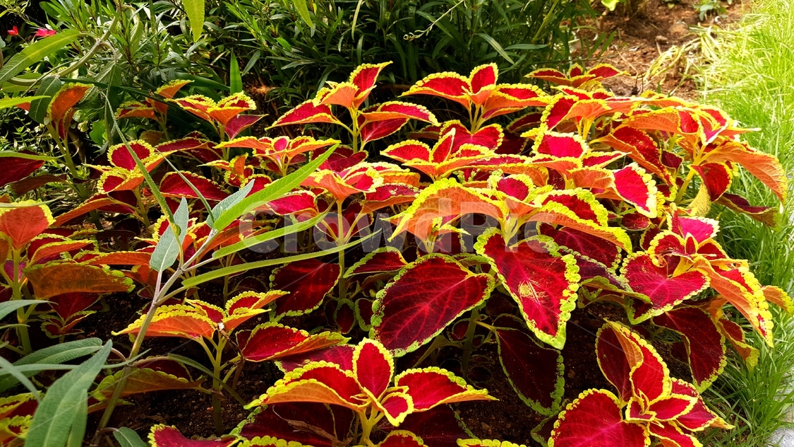 콜레우스,잎,coleusleaves,plant,식물,자연