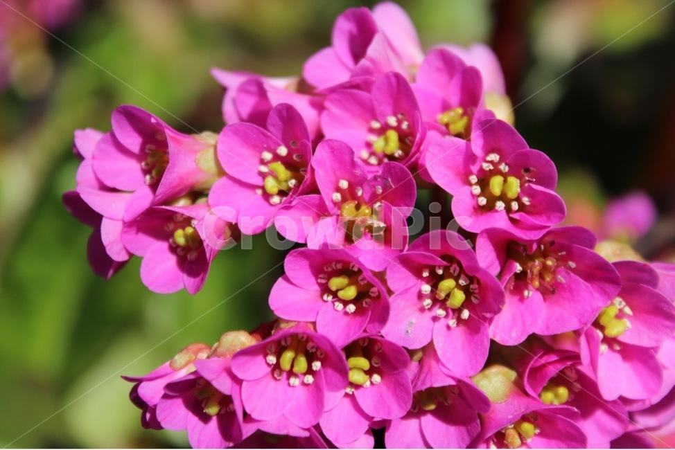 꽃,분홍,flower,pink,warm,식물,자연,plants,nature,꽃,flower
