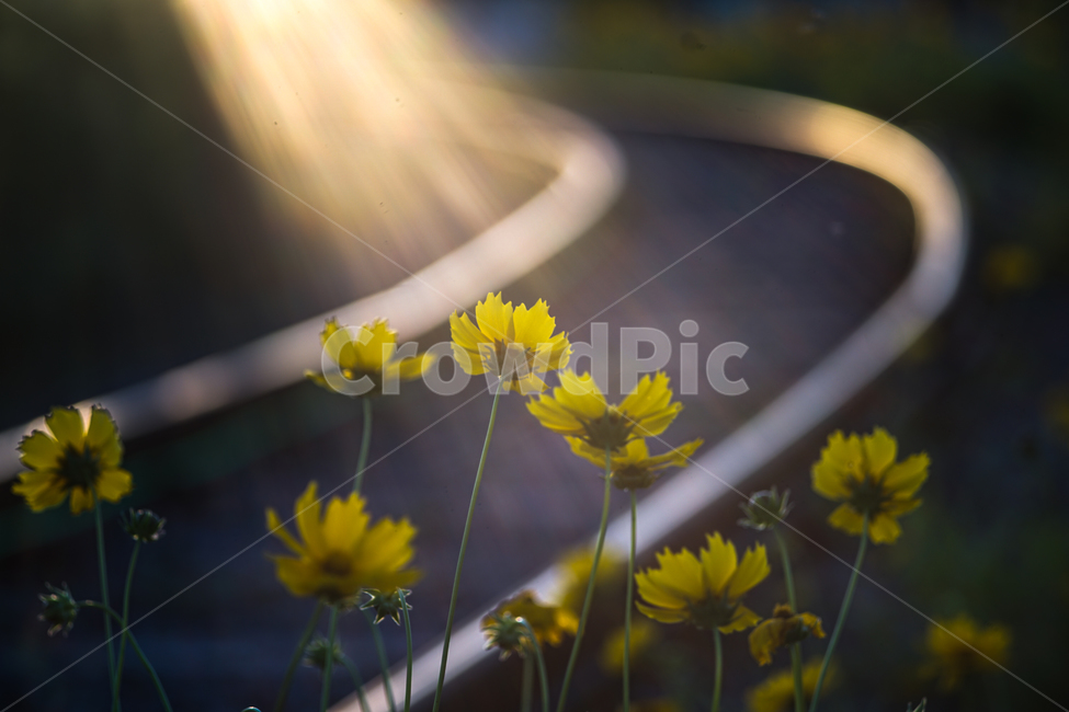 꽃,철길,야생화,저녁빛,레일,자연,들꽃,식물,자연,plants,nature,꽃,flower,휴식,힐링,rest,relaxation,healing