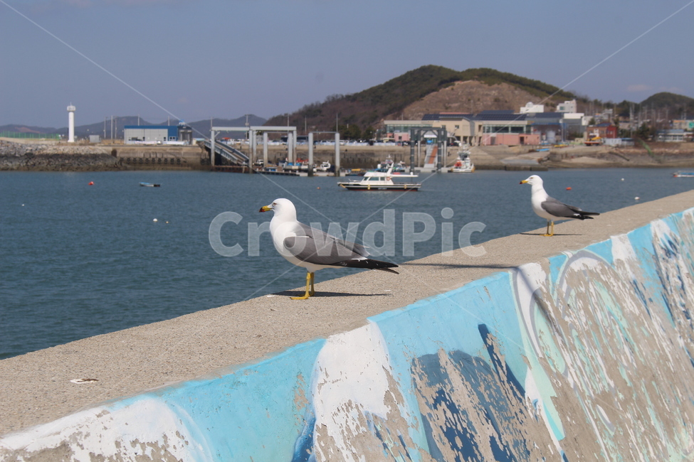 animal,동물,bird,새,seagull,갈매기,바닷가,sea
