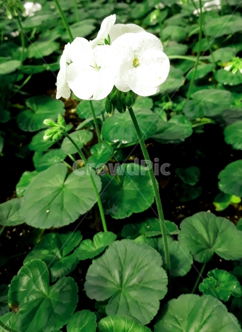 plant,식물,flower,꽃,잎파리