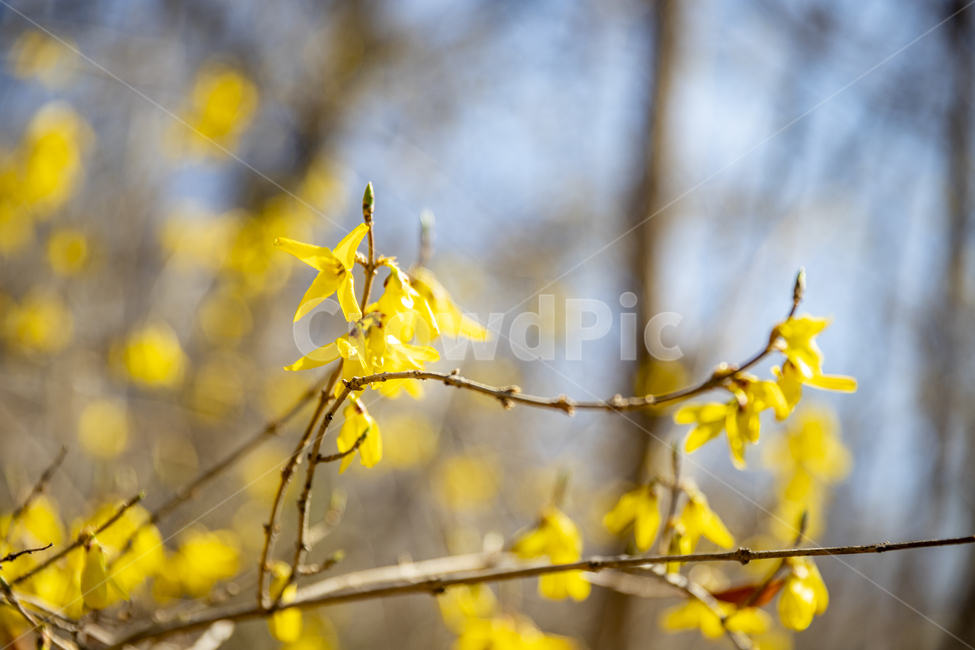 개나리,봄,봄꽃,노란꽃,koreanforsythia,yellow,spring,flower,봄,계절,spring,season,식물,자연,plants,nature,꽃,flower,plant,leaf,잎