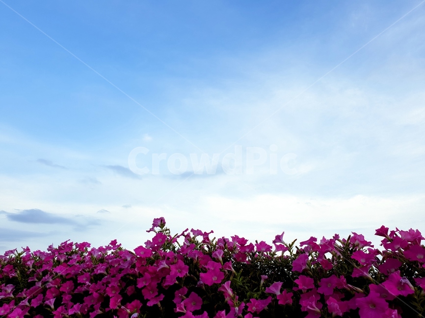 하늘과꽃,나팔꽃,flower,자연,분홍꽃