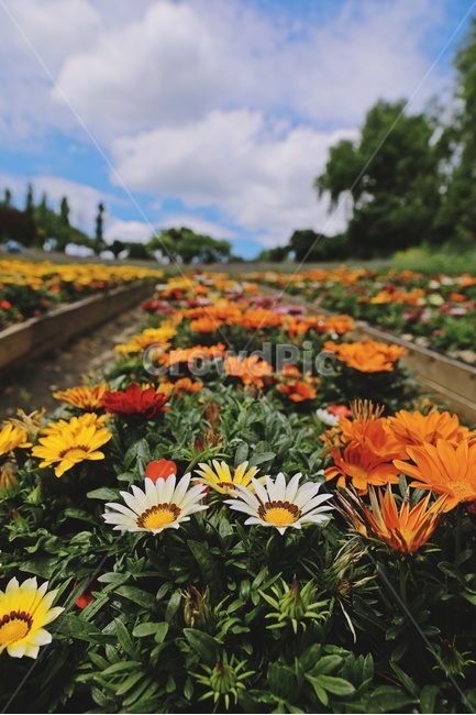 flower,garden,park,공원,꽃밭,정원,자연,nature,flowergarden,식물,자연,plants,nature,꽃,flower