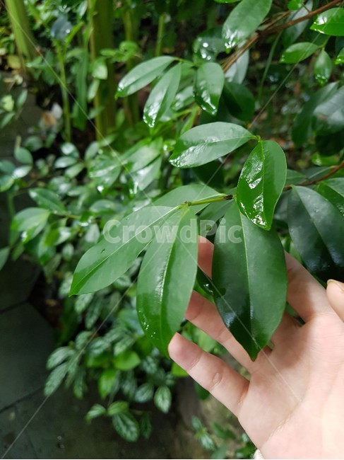 leaf,잎,plant,식물,인간,식물,자연,plants,nature