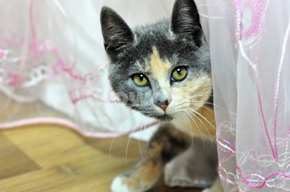 고양이,초롱이,집고양이,생동감,집승,사냥본능,자연,동물,animal,포유류,mammal,고양이,cat,kitten,kitty
