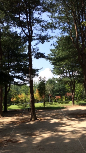 숲,나무,자연,작은숲,식물