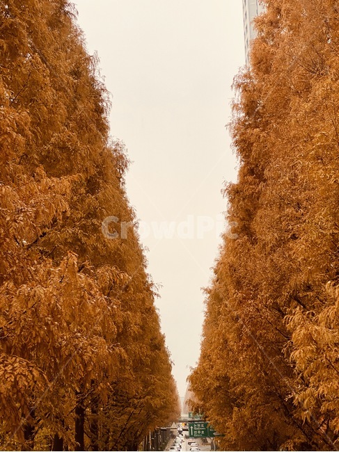 나무,식물,낙엽,도곡동,메타세쿼이아,청계천,가을,계절,fall,autumn,season