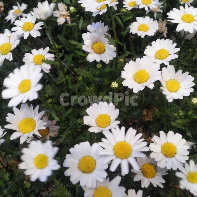 꽃,flower,노란색,yellow,봄,white,흰색,하얀색,들꽃,spring,잔디밭,정원,식물,자연,plants,nature,꽃,flower