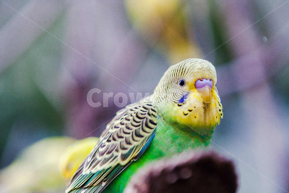 앵무새,동물원,새,생명,동물,날개,동물,animal,조류,새,birds