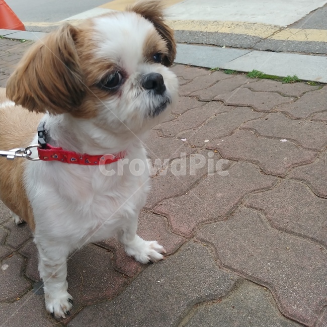 동물,pet,strap,animal,강아지,개,puppy,dog,시츄,shihtzu,개,강아지,dog,doggy