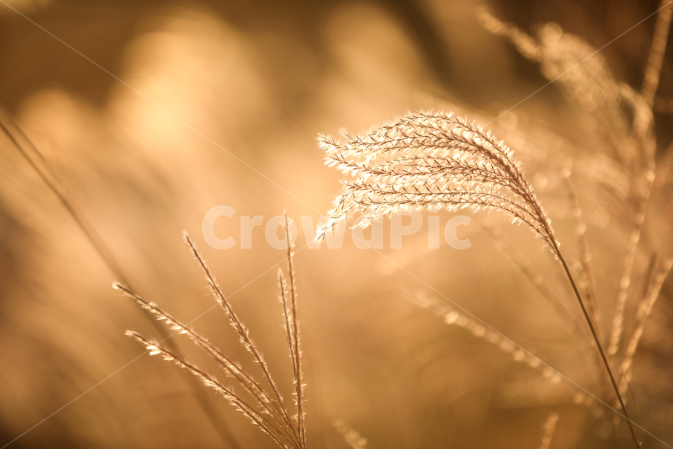 억새,하늘공원,공원,휴식,갈대,나무,식물,감성,가을,계절,fall,autumn,season,plant,grass,잔디,lawn,reed