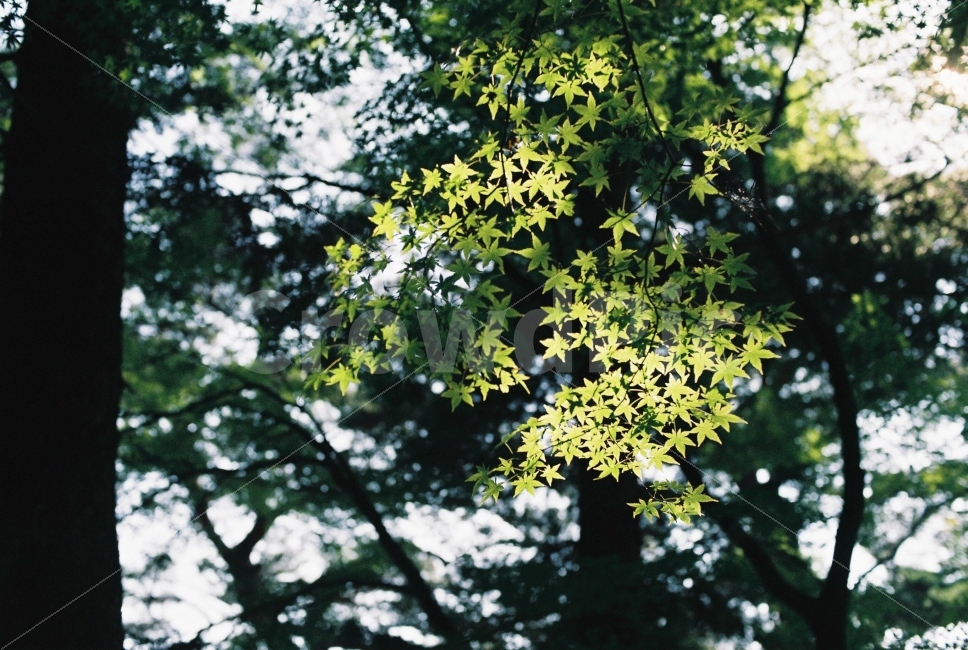 나무,숲,햇빛,초록,나뭇잎,자연,풍경,휴식,힐링,nature,landscape,tree,green,rest,relaxation,healing,filmphotography,감성,식물,자연,plants,nature,나무,trees,wood,감성,sensible,feeling